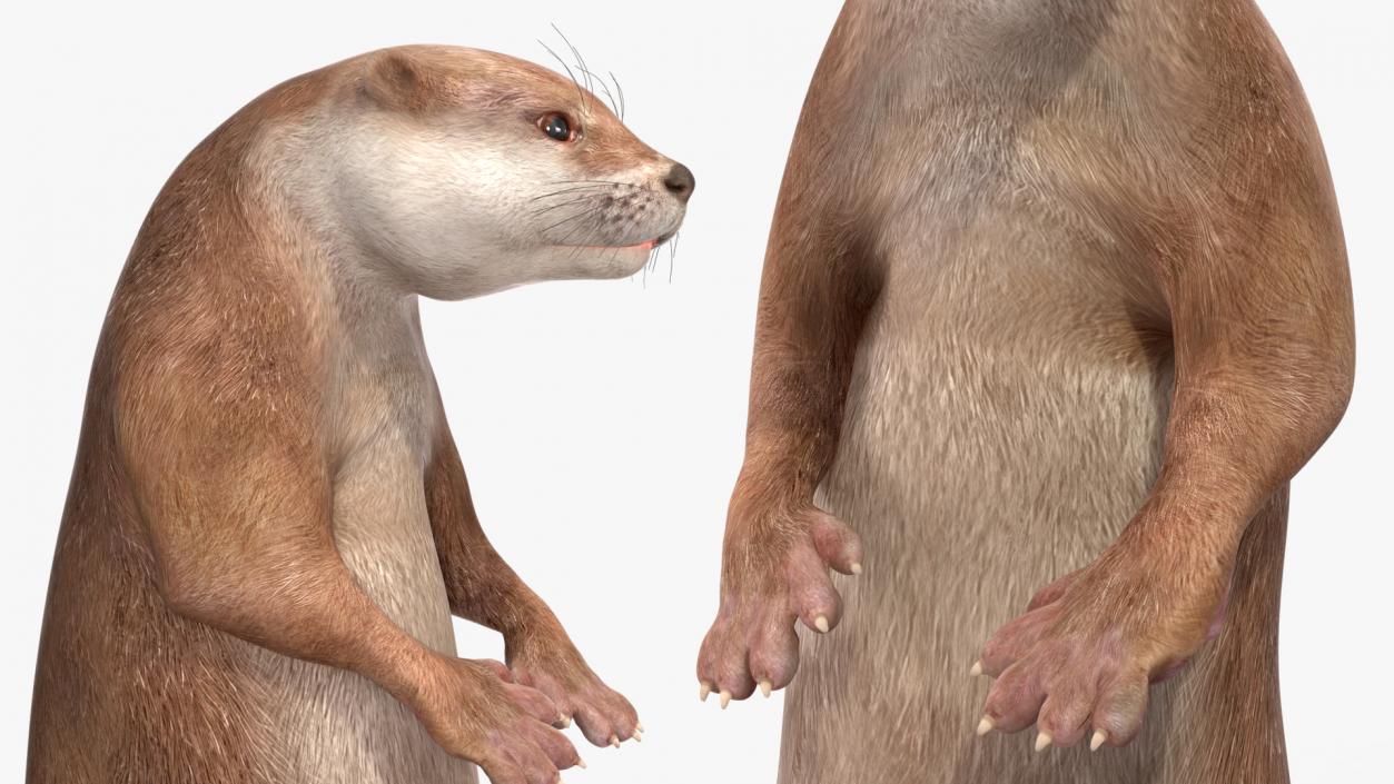 Otter Standing on Hind Legs 3D