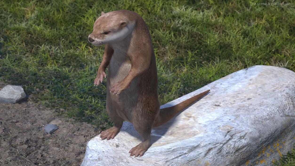 Otter Standing on Hind Legs 3D