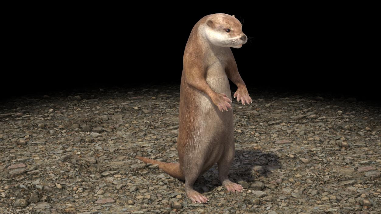 Otter Standing on Hind Legs 3D