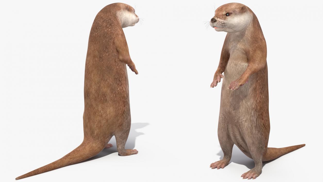 Otter Standing on Hind Legs 3D