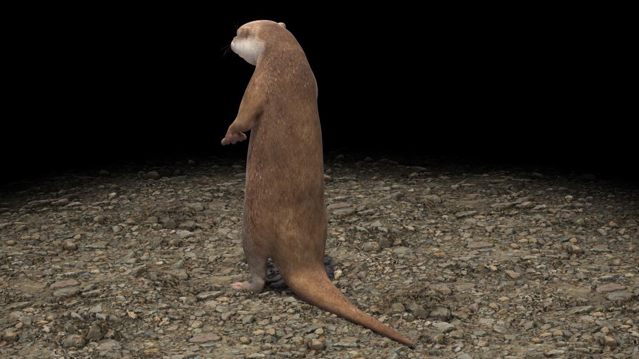 Otter Standing on Hind Legs 3D