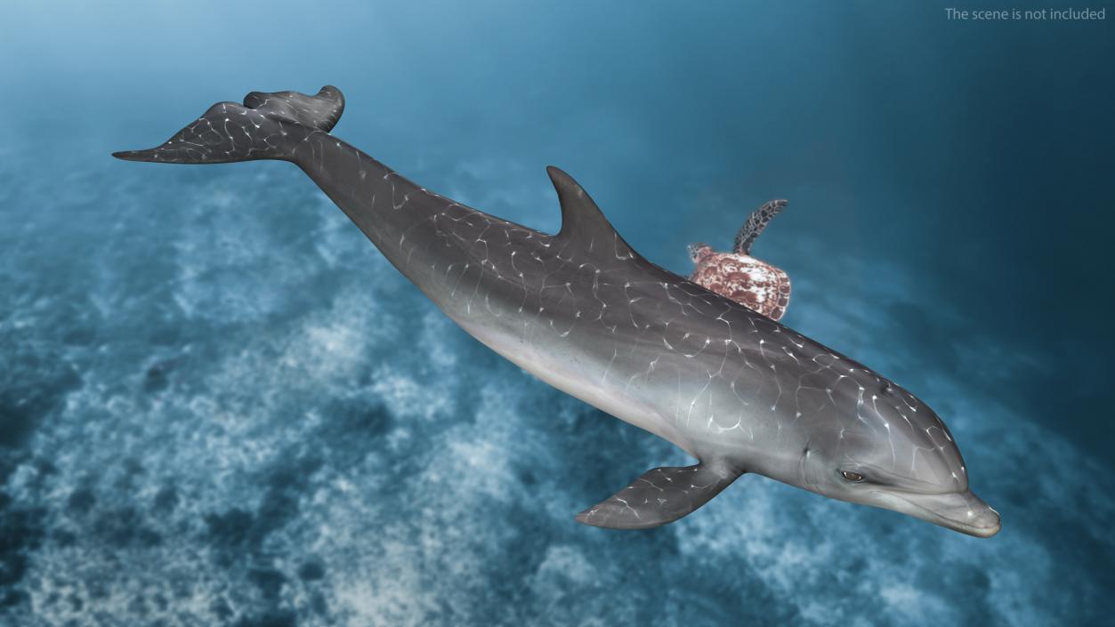 Dolphin Swimming And Jumping Animated 3D