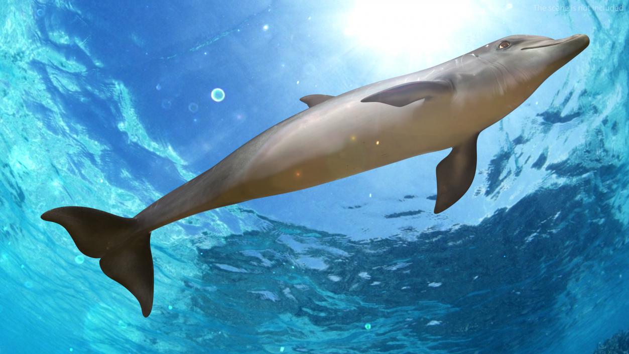 Dolphin Swimming And Jumping Animated 3D