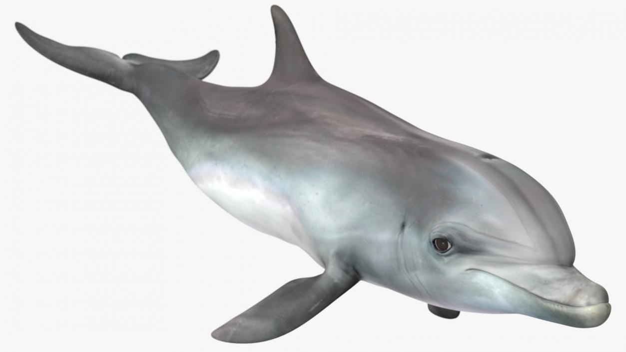 Dolphin Swimming And Jumping Animated 3D