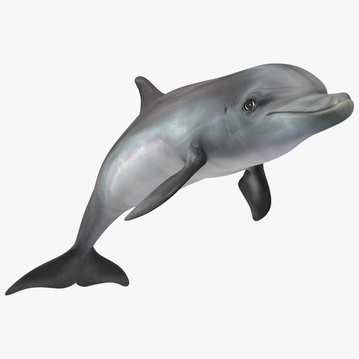 Dolphin Swimming And Jumping Animated 3D