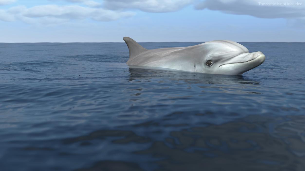 Dolphin Swimming And Jumping Animated 3D