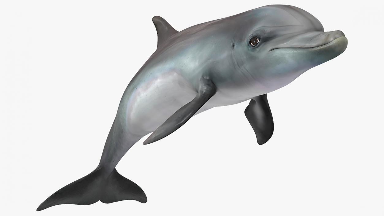 Dolphin Swimming And Jumping Animated 3D