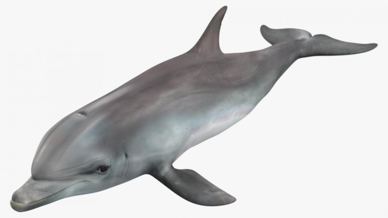 Dolphin Swimming And Jumping Animated 3D