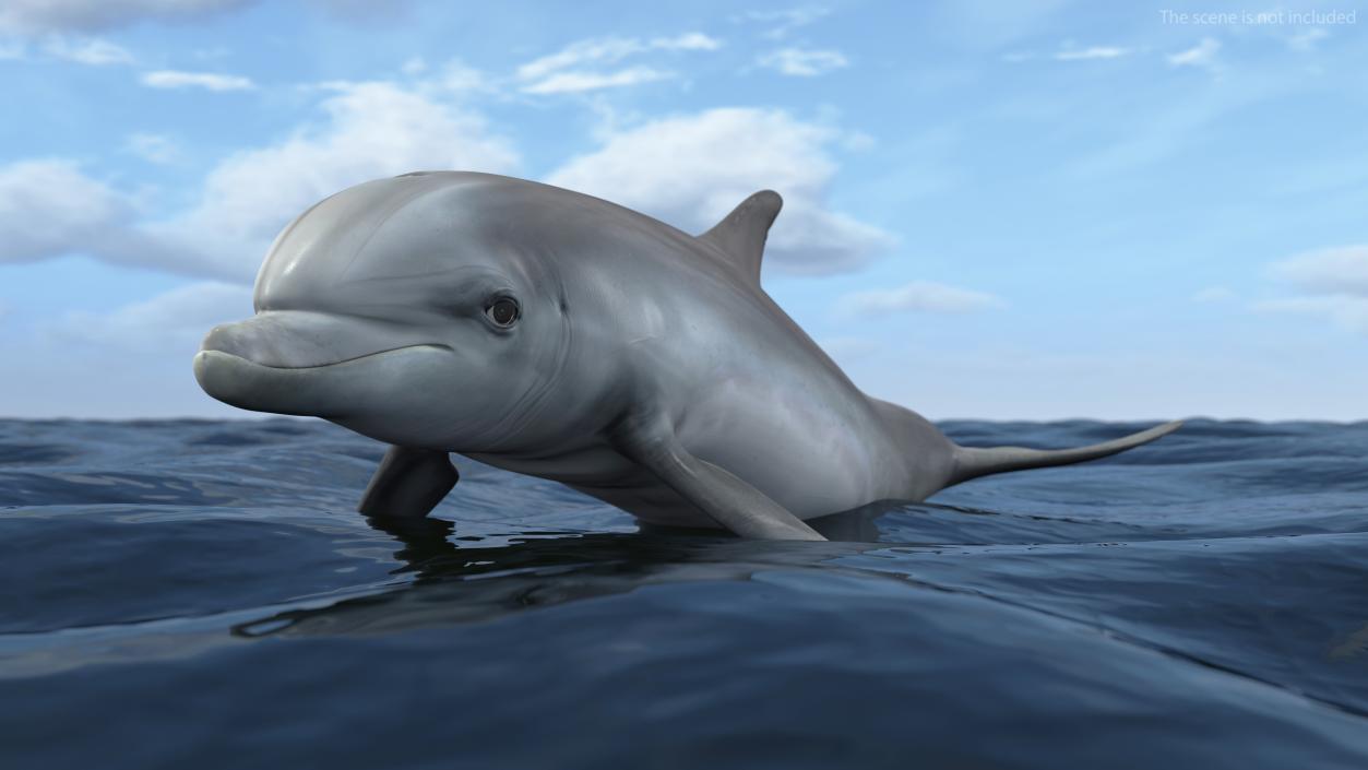 Dolphin Swimming And Jumping Animated 3D