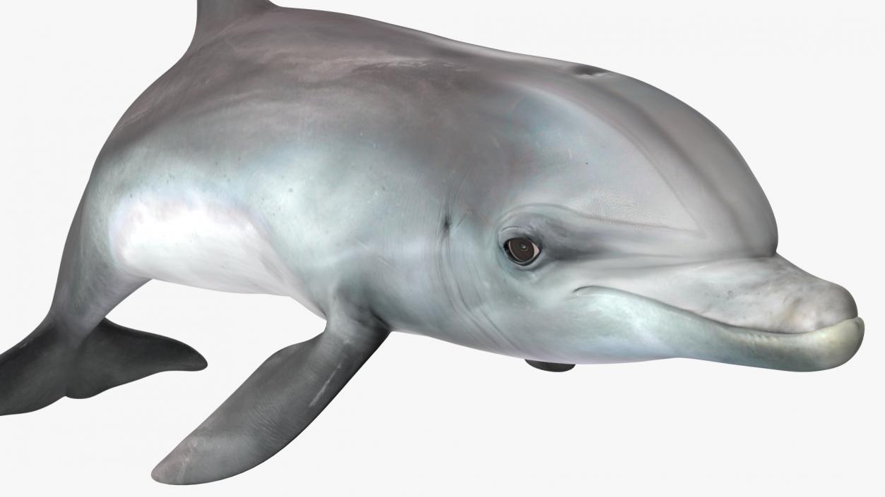 Dolphin Swimming And Jumping Animated 3D