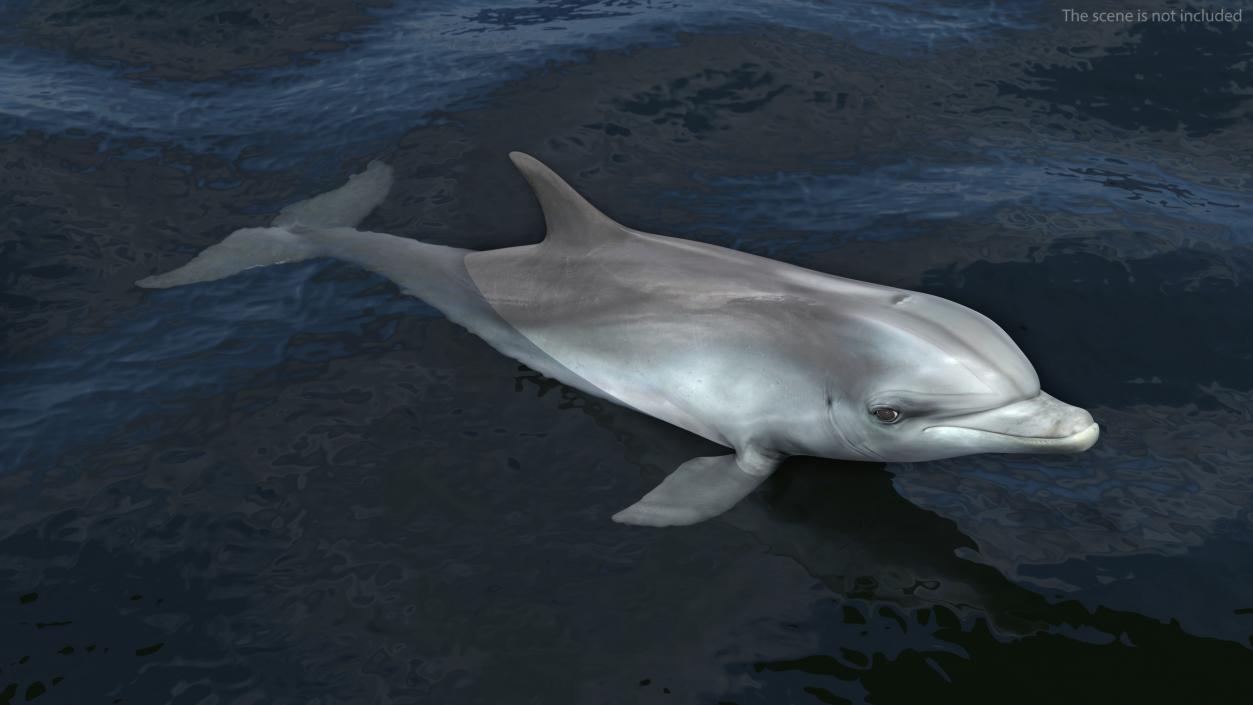 Dolphin Swimming And Jumping Animated 3D