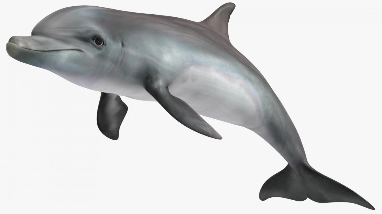 Dolphin Swimming And Jumping Animated 3D