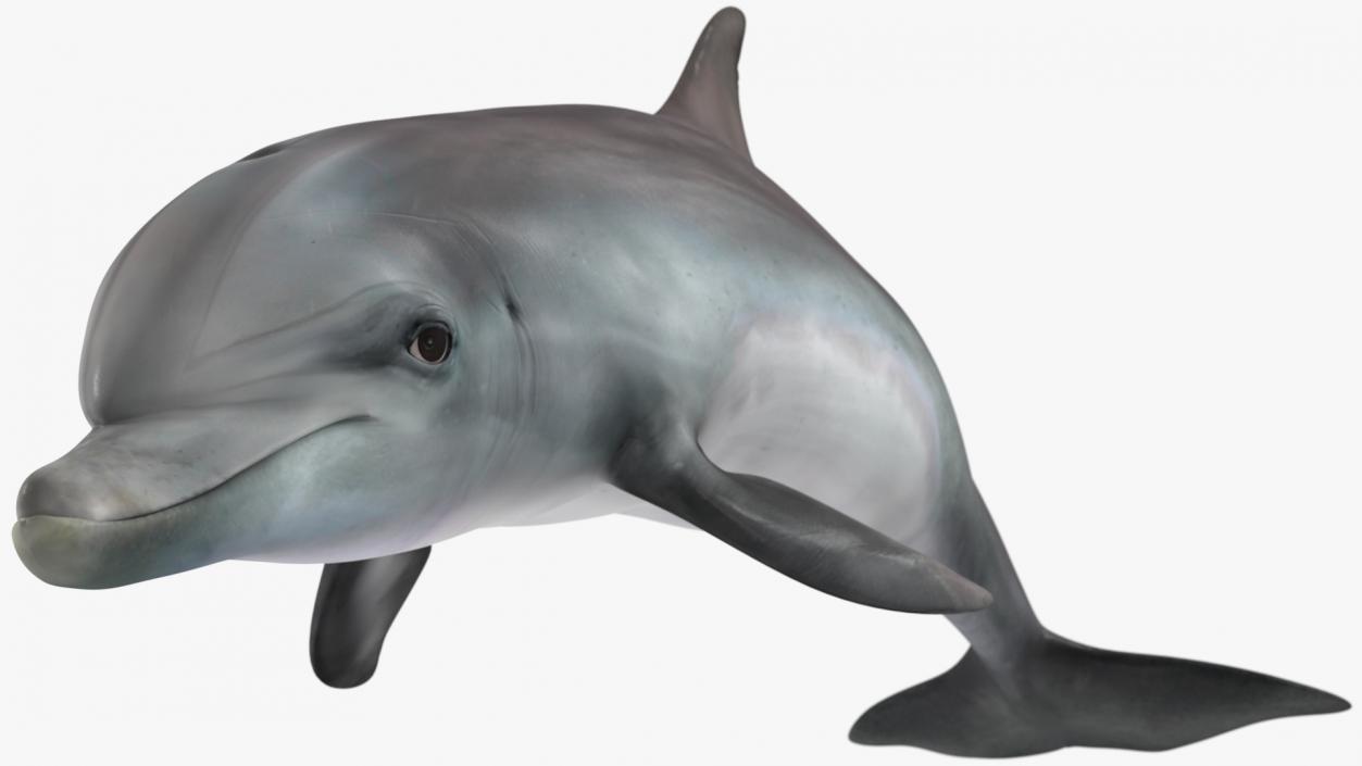 Dolphin Swimming And Jumping Animated 3D