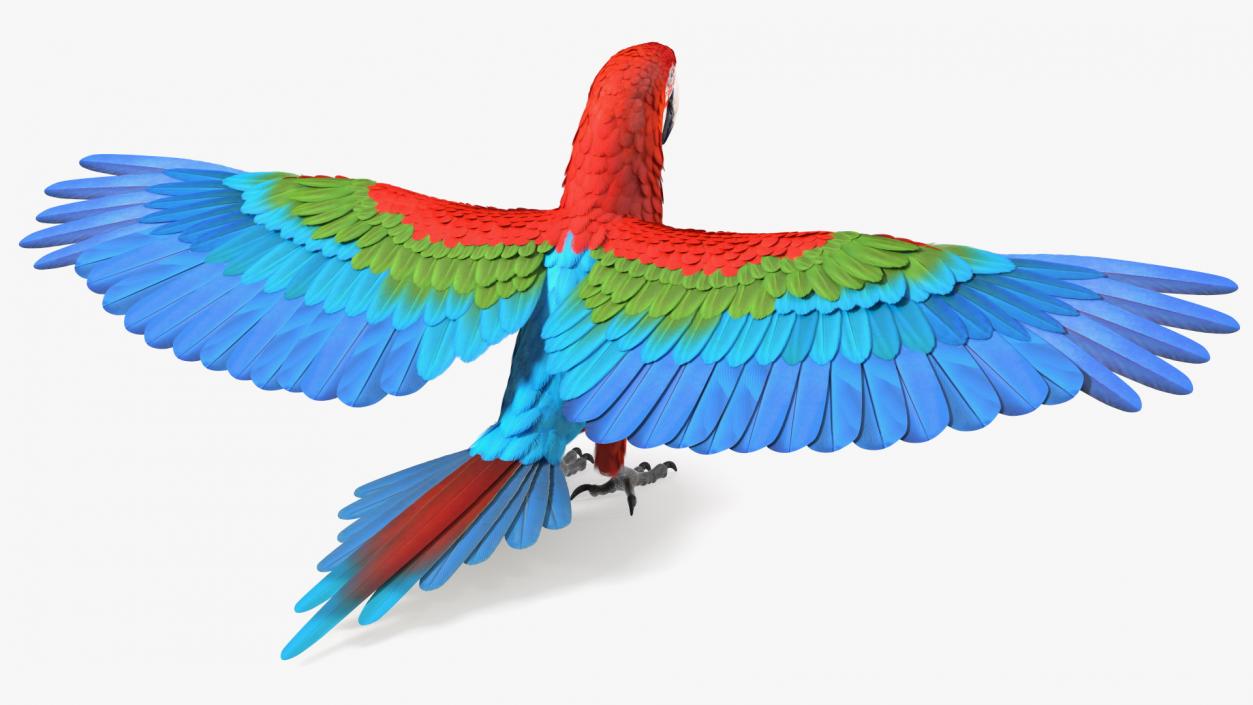 3D Red and Green Macaw Parrot Rigged model