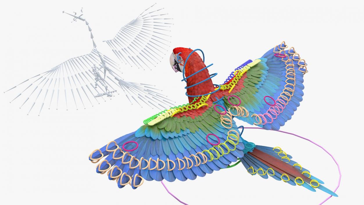 3D Red and Green Macaw Parrot Rigged model