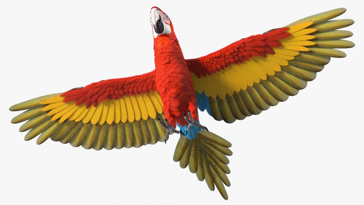 3D Red and Green Macaw Parrot Rigged model