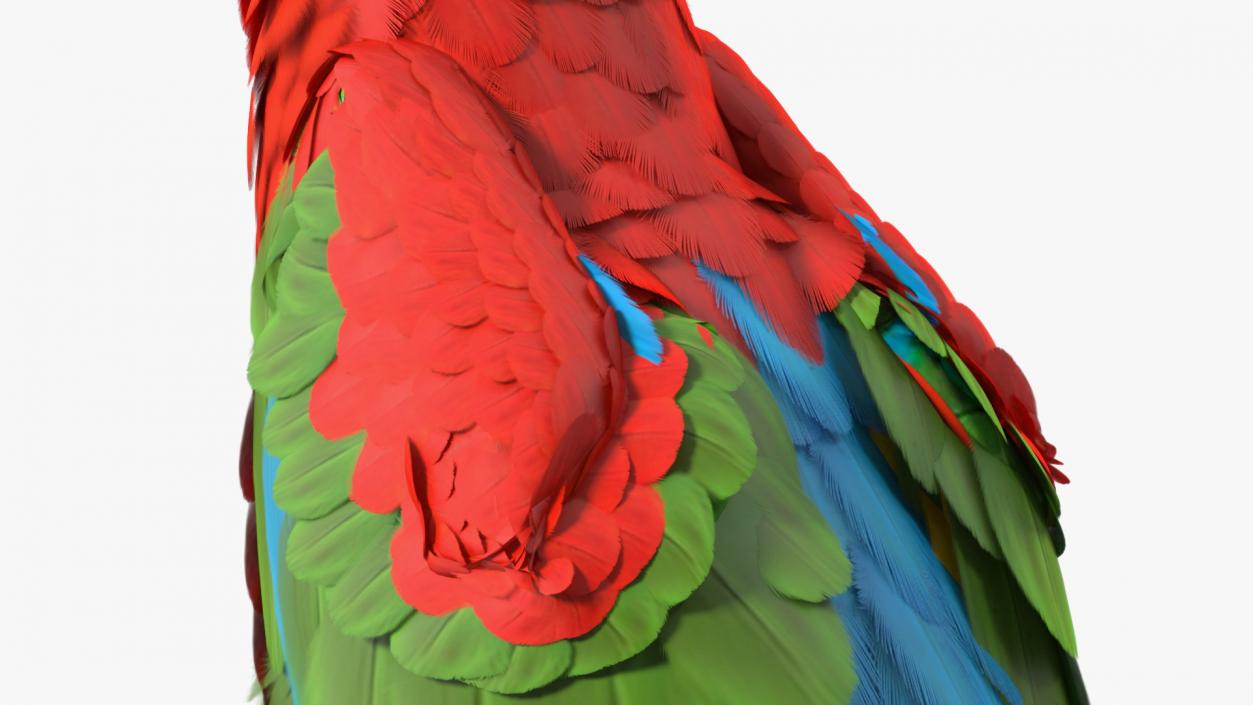 3D Red and Green Macaw Parrot Rigged model