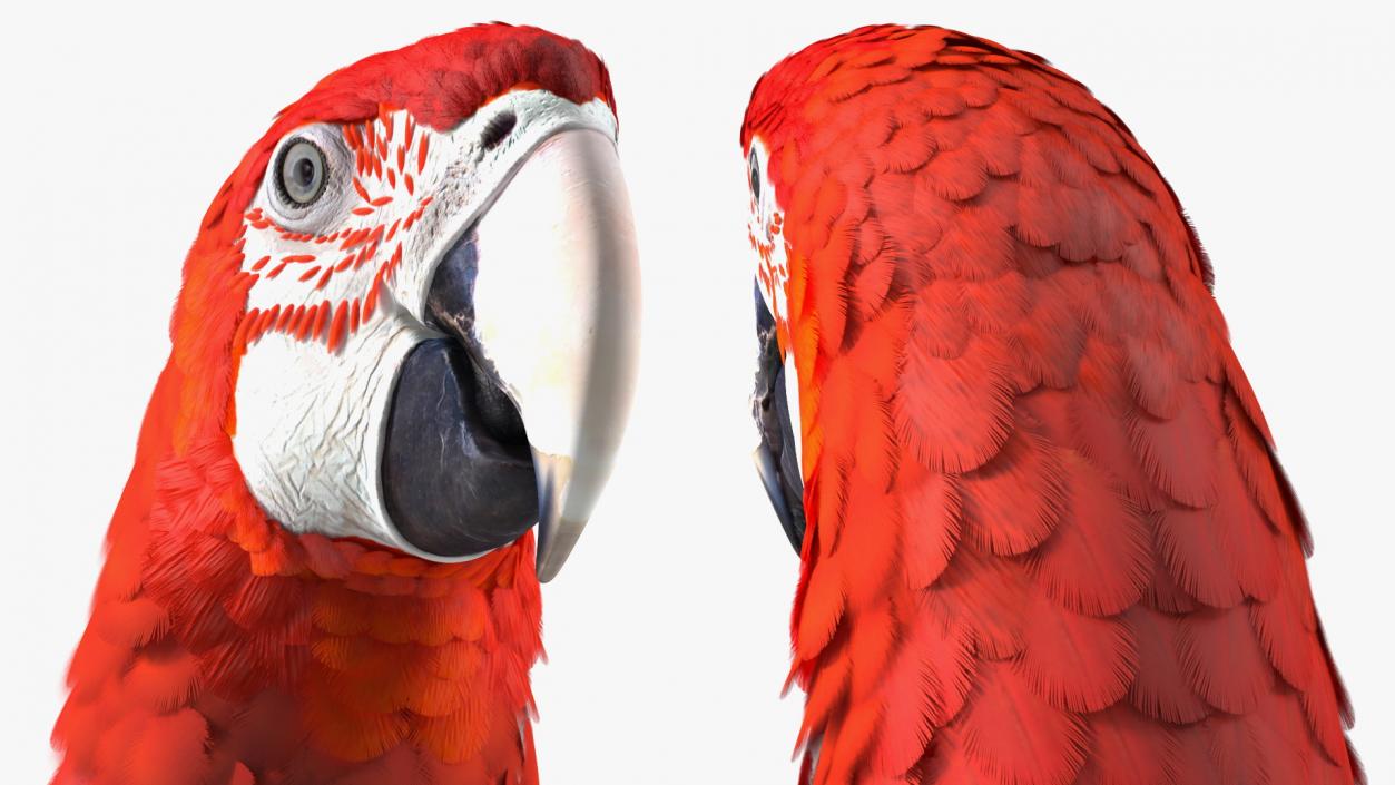 3D Red and Green Macaw Parrot Rigged model