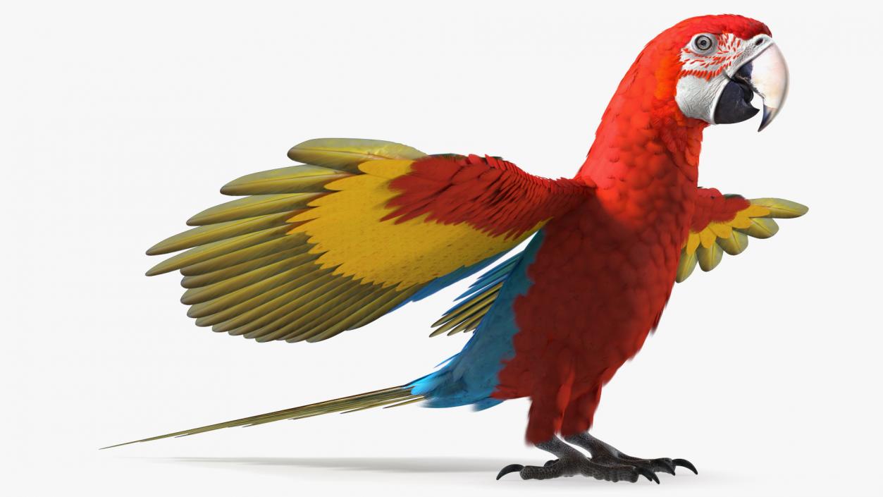 3D Red and Green Macaw Parrot Rigged model