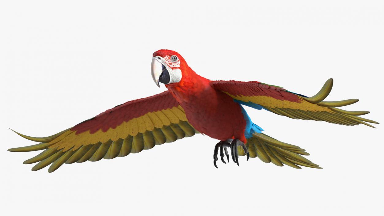 3D Red and Green Macaw Parrot Rigged model