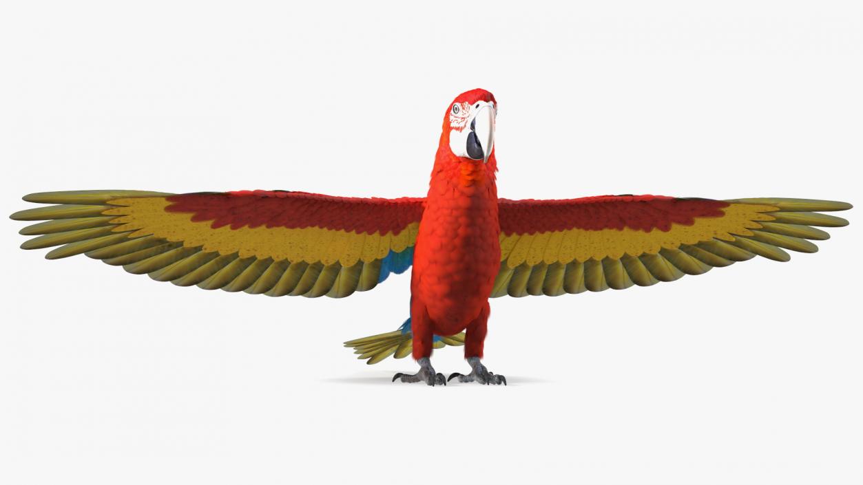 3D Red and Green Macaw Parrot Rigged model