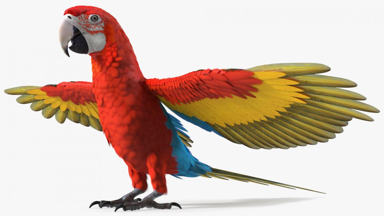 3D Red and Green Macaw Parrot Rigged model