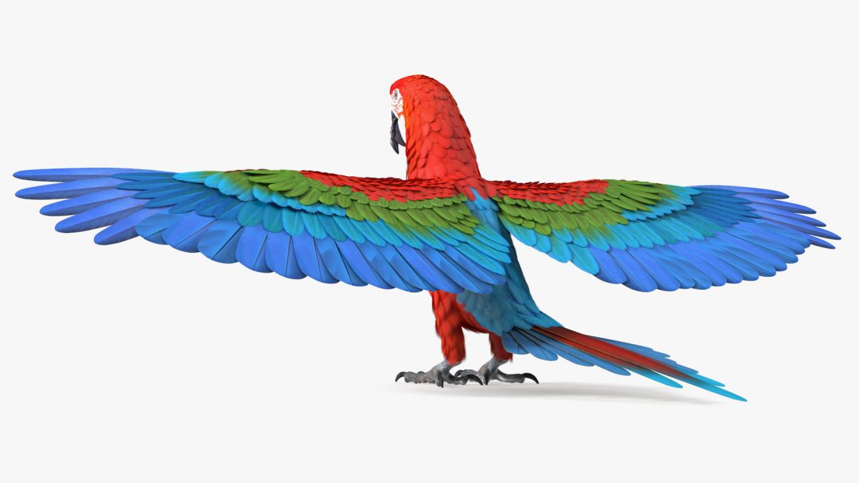 3D Red and Green Macaw Parrot Rigged model