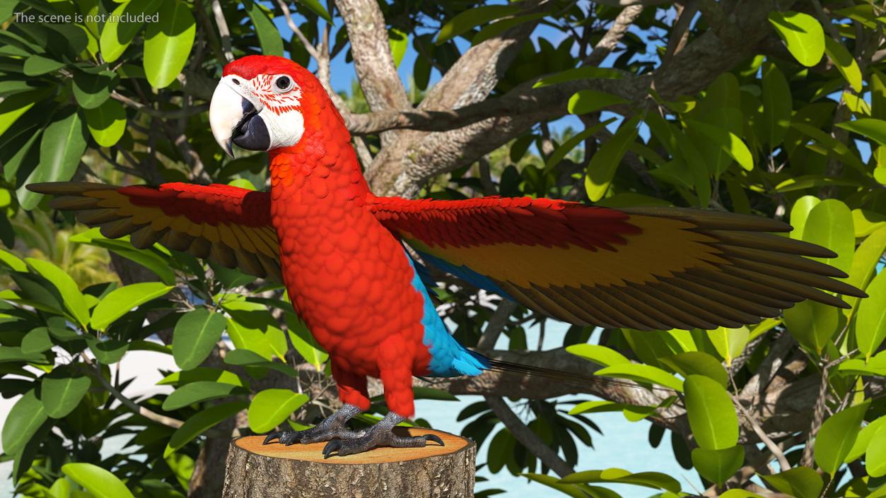 3D Red and Green Macaw Parrot Rigged model