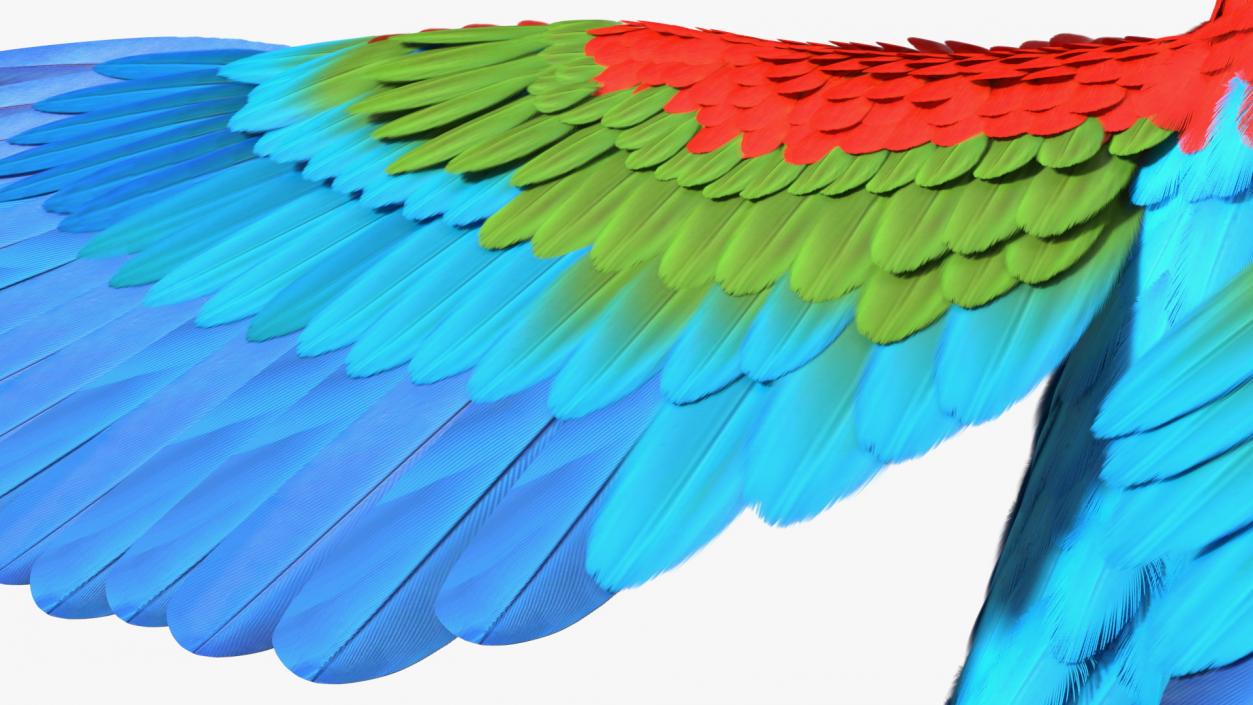 3D Red and Green Macaw Parrot Rigged model