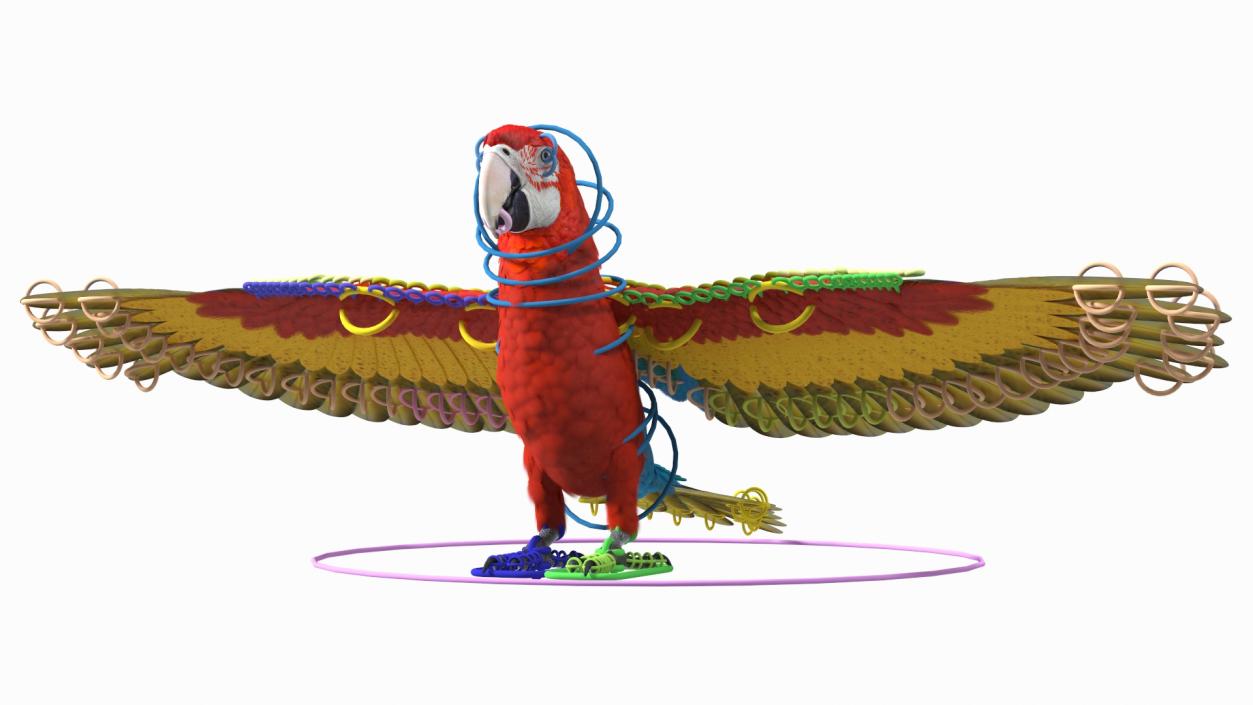 3D Red and Green Macaw Parrot Rigged model