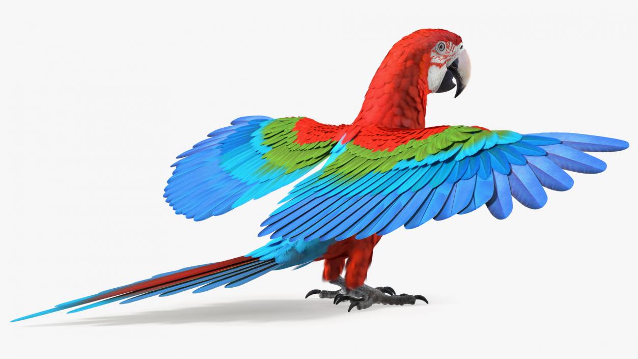 3D Red and Green Macaw Parrot Rigged model