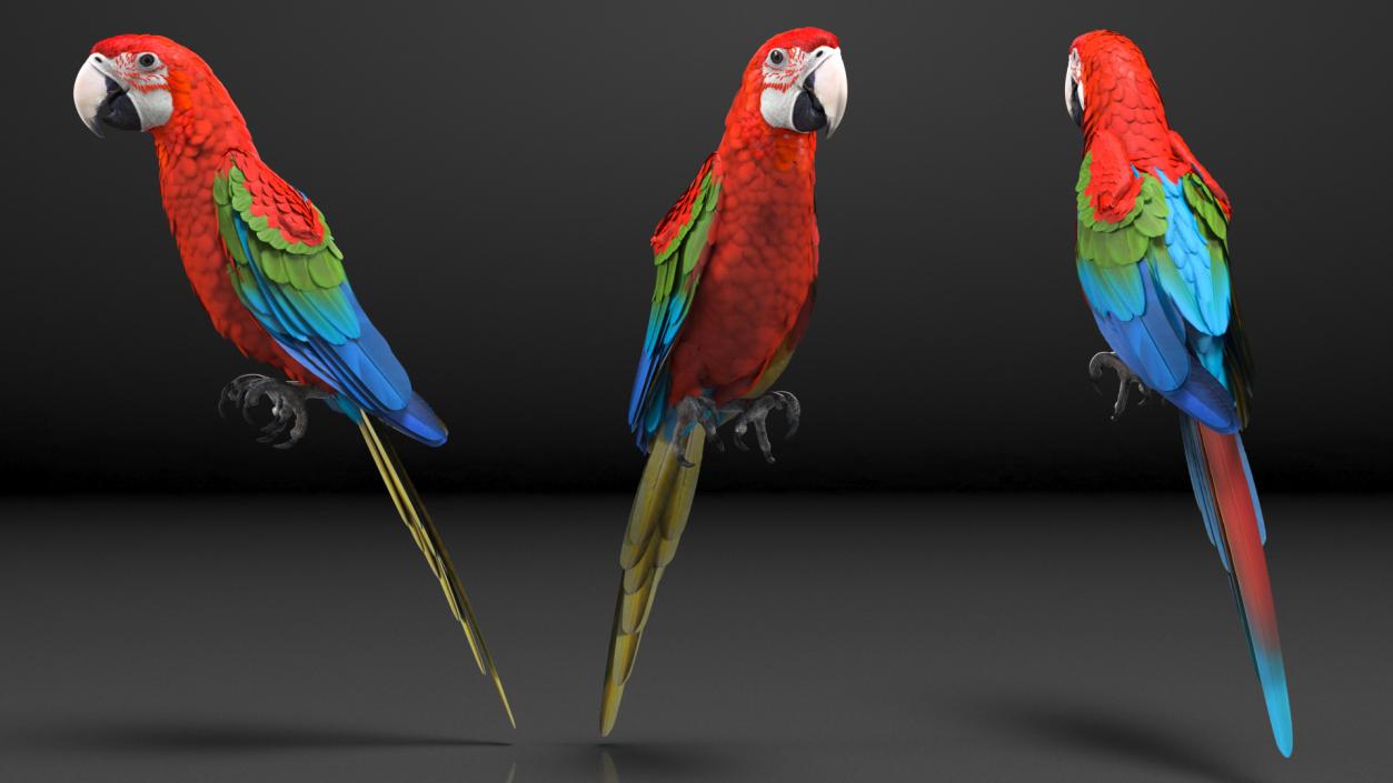 3D Red and Green Macaw Parrot Rigged model