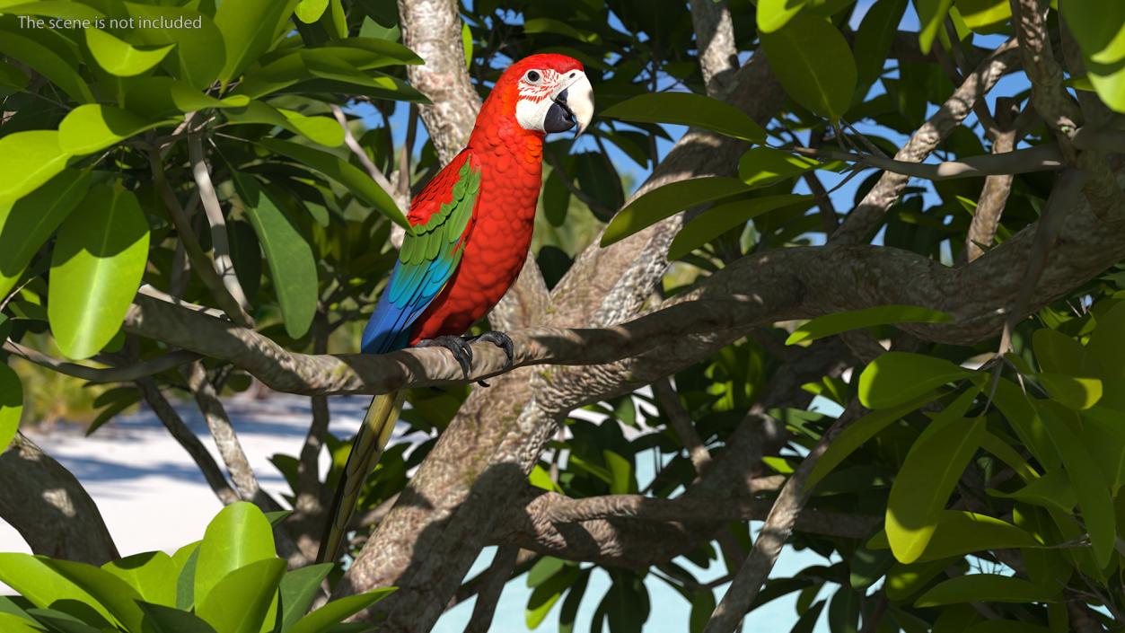 3D Red and Green Macaw Parrot Rigged model