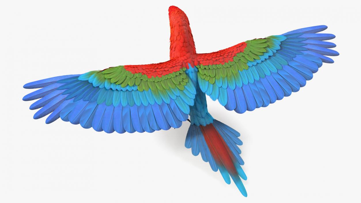 3D Red and Green Macaw Parrot Rigged model