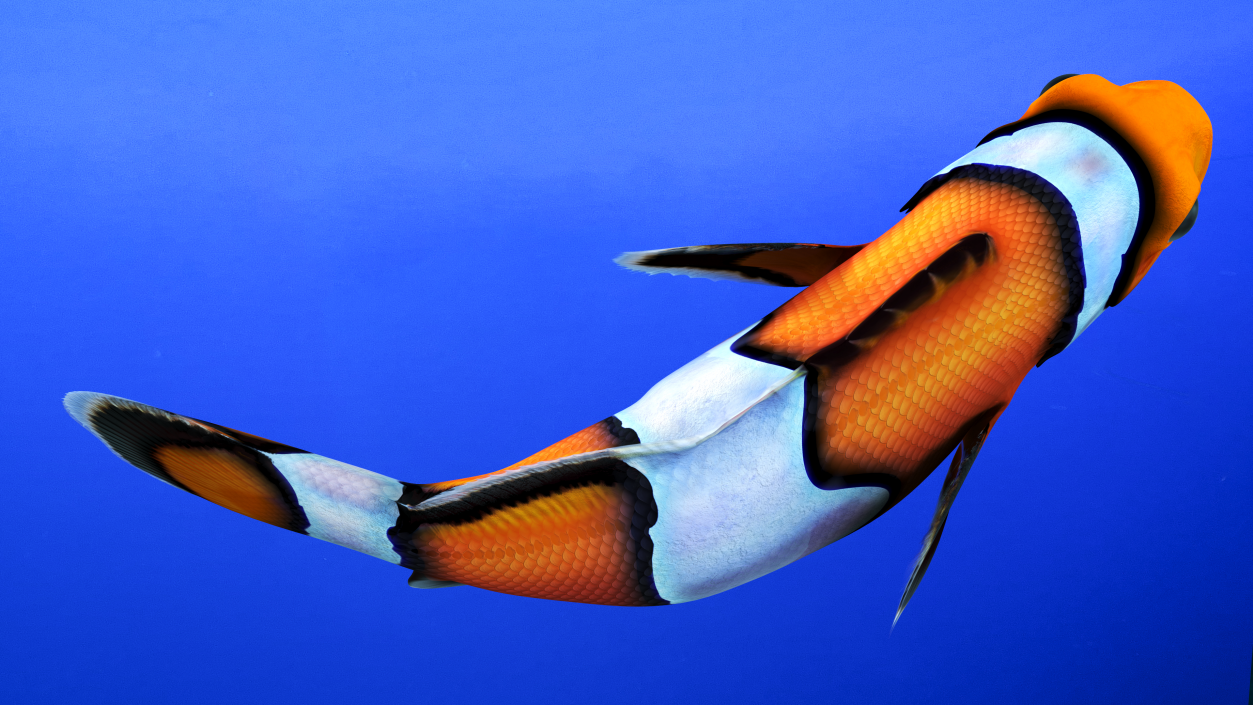 3D Tropical Clownfish model