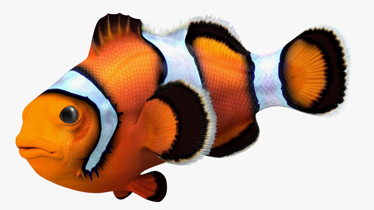 3D Tropical Clownfish model