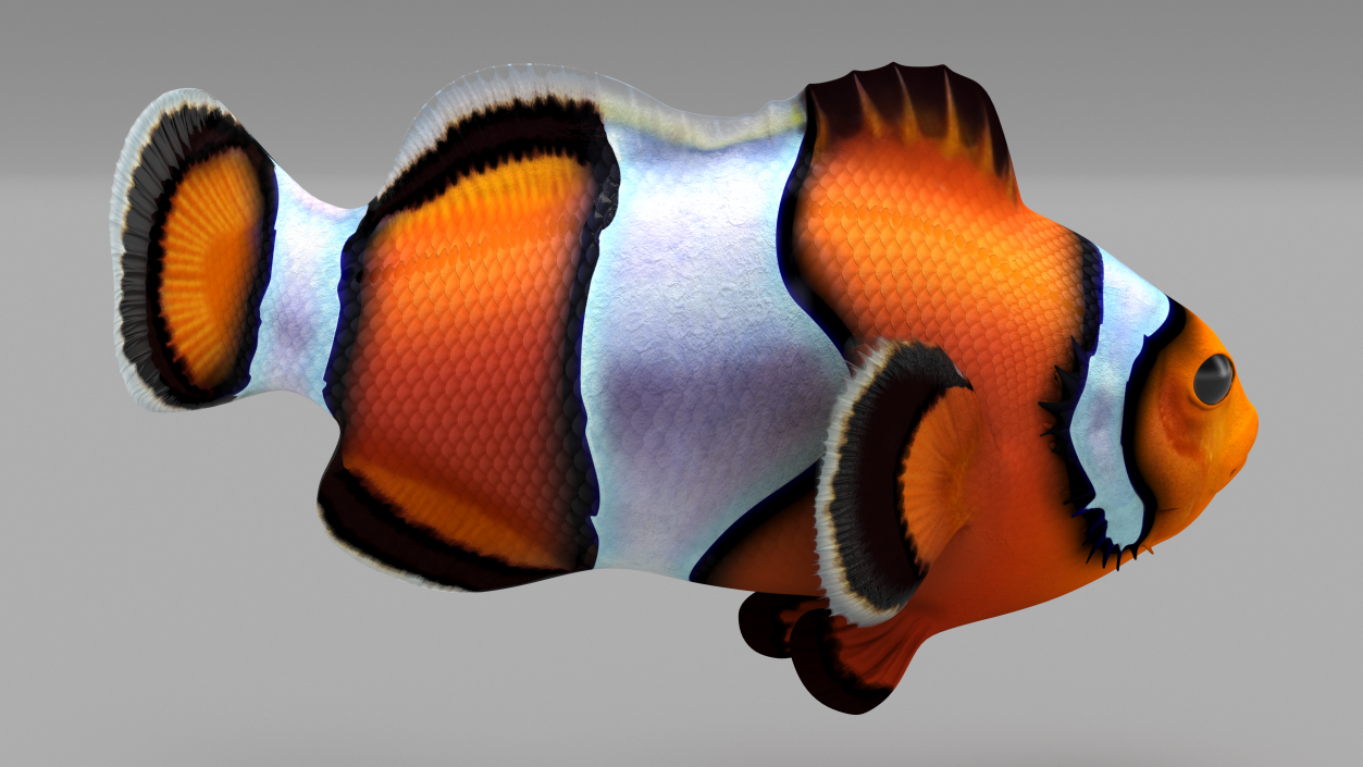 3D Tropical Clownfish model