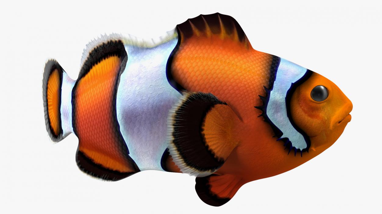 3D Tropical Clownfish model