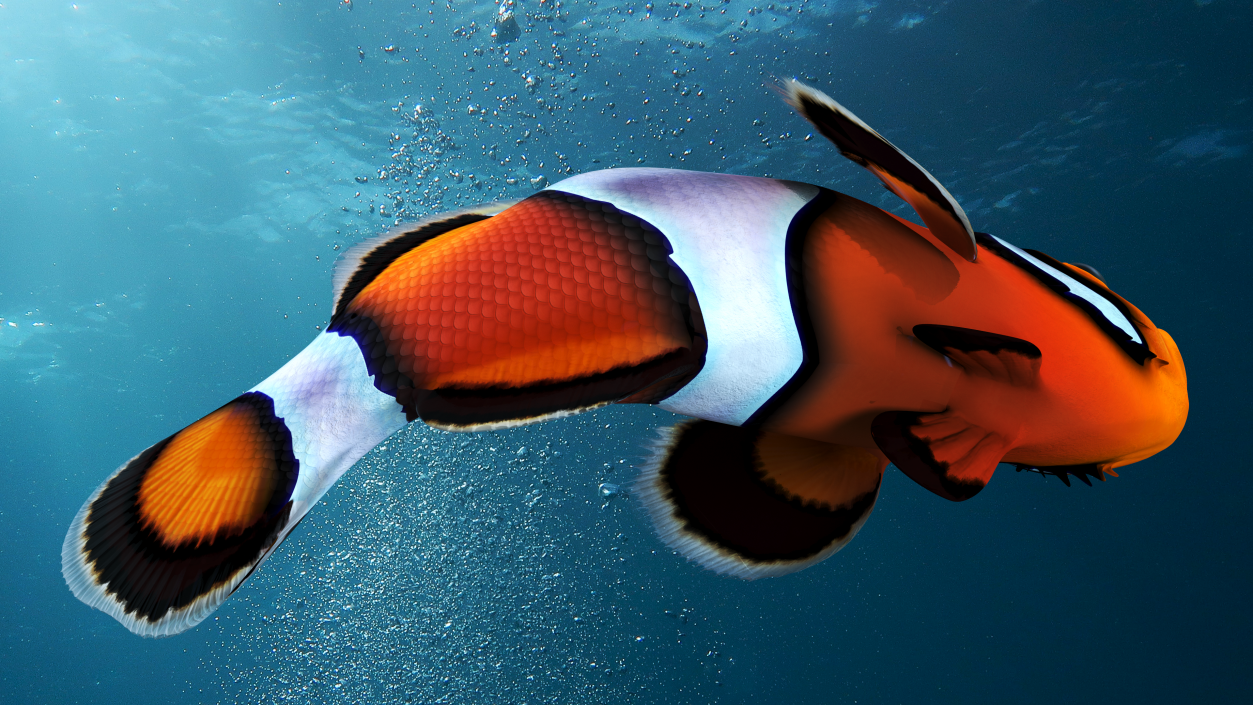 3D Tropical Clownfish model