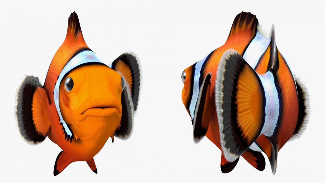 3D Tropical Clownfish model