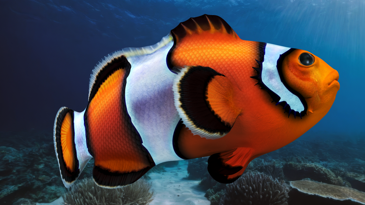 3D Tropical Clownfish model