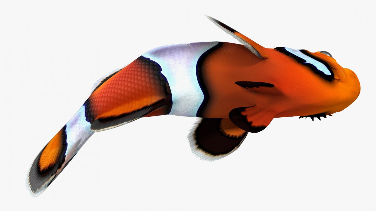 3D Tropical Clownfish model