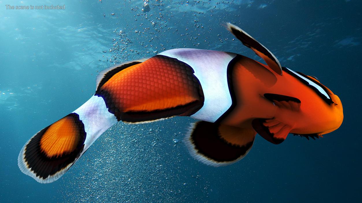 3D Tropical Clownfish model