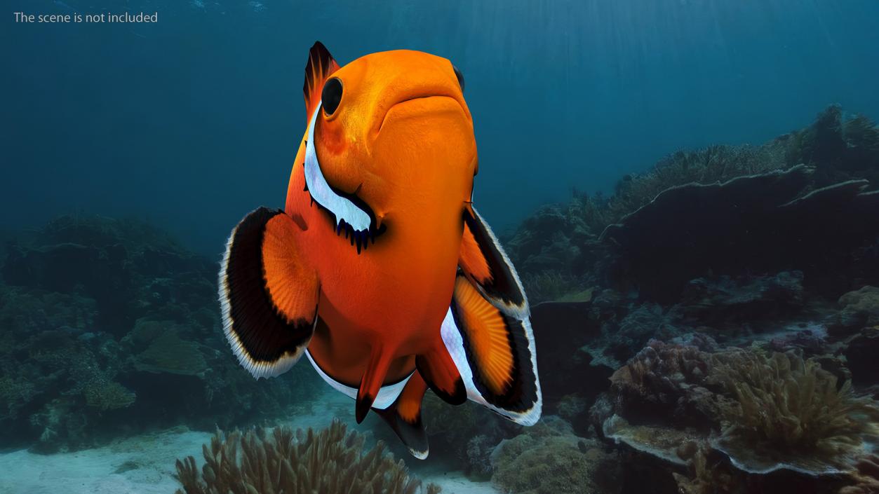 3D Tropical Clownfish model