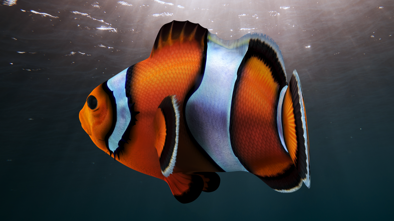 3D Tropical Clownfish model