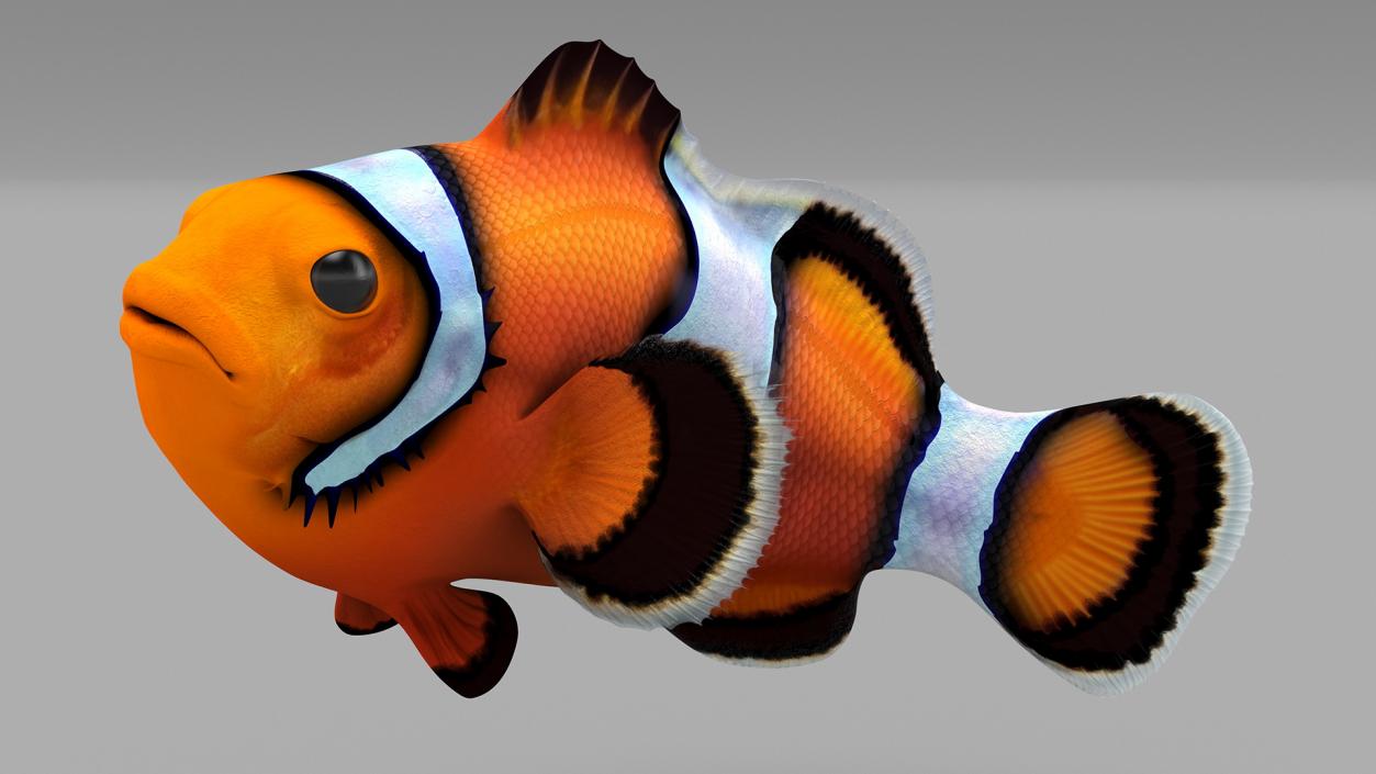 3D Tropical Clownfish model