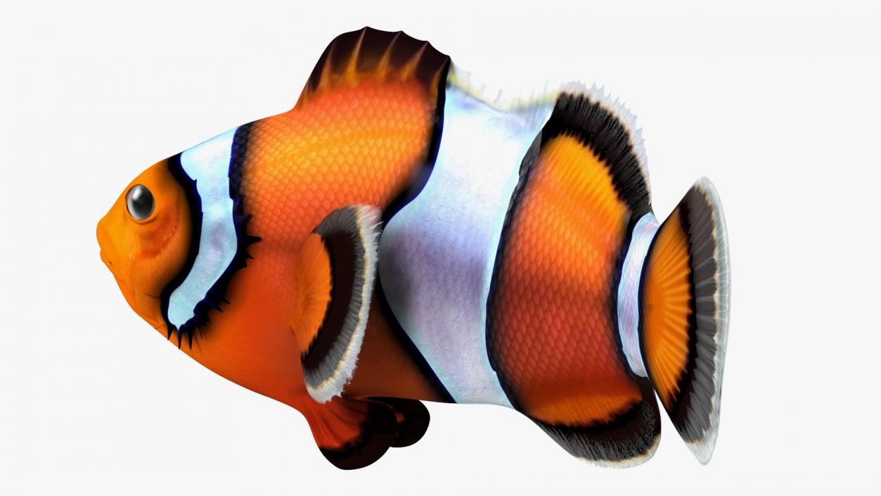 3D Tropical Clownfish model