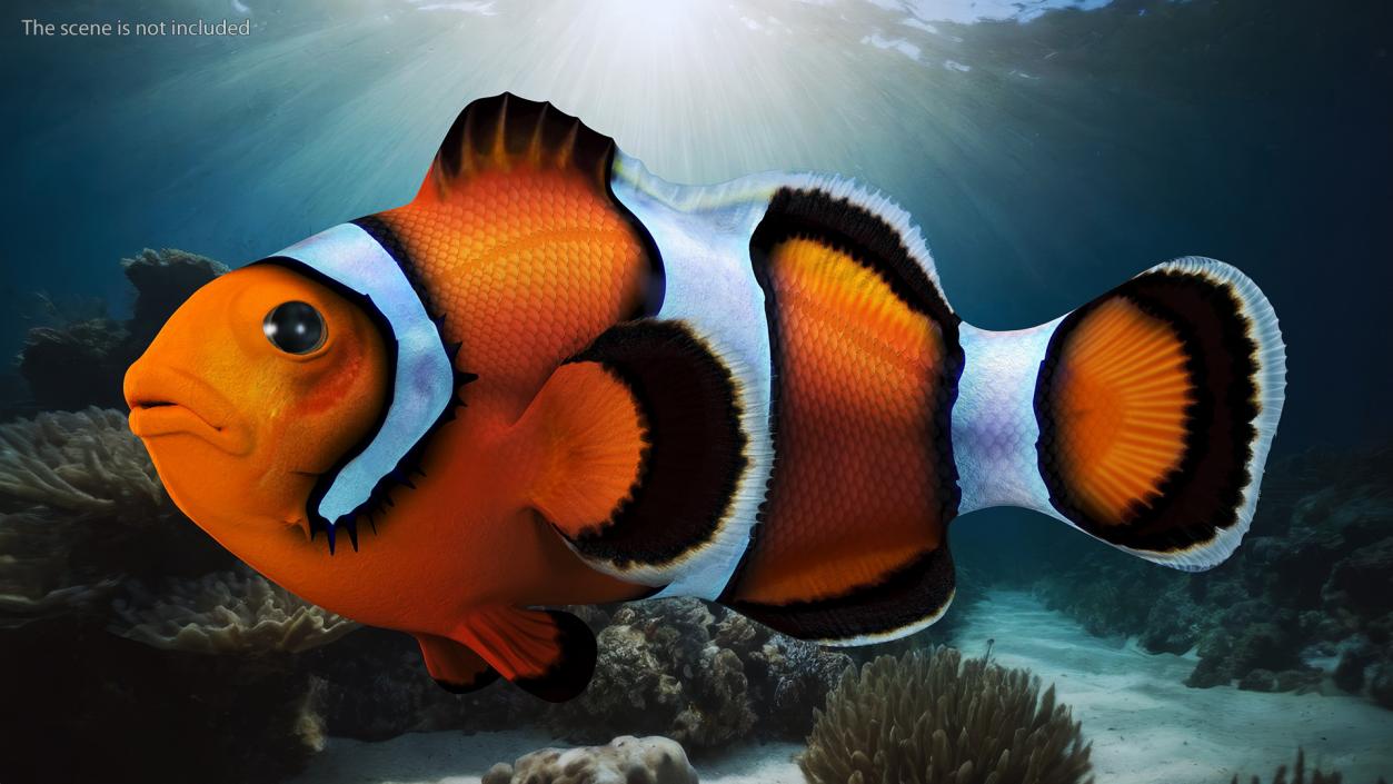 3D Tropical Clownfish model