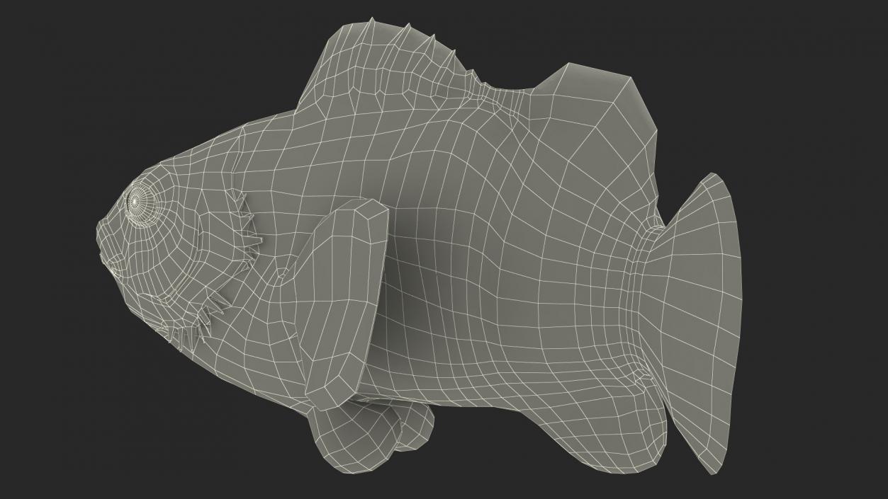 3D Tropical Clownfish model