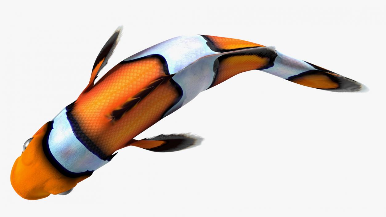 3D Tropical Clownfish model